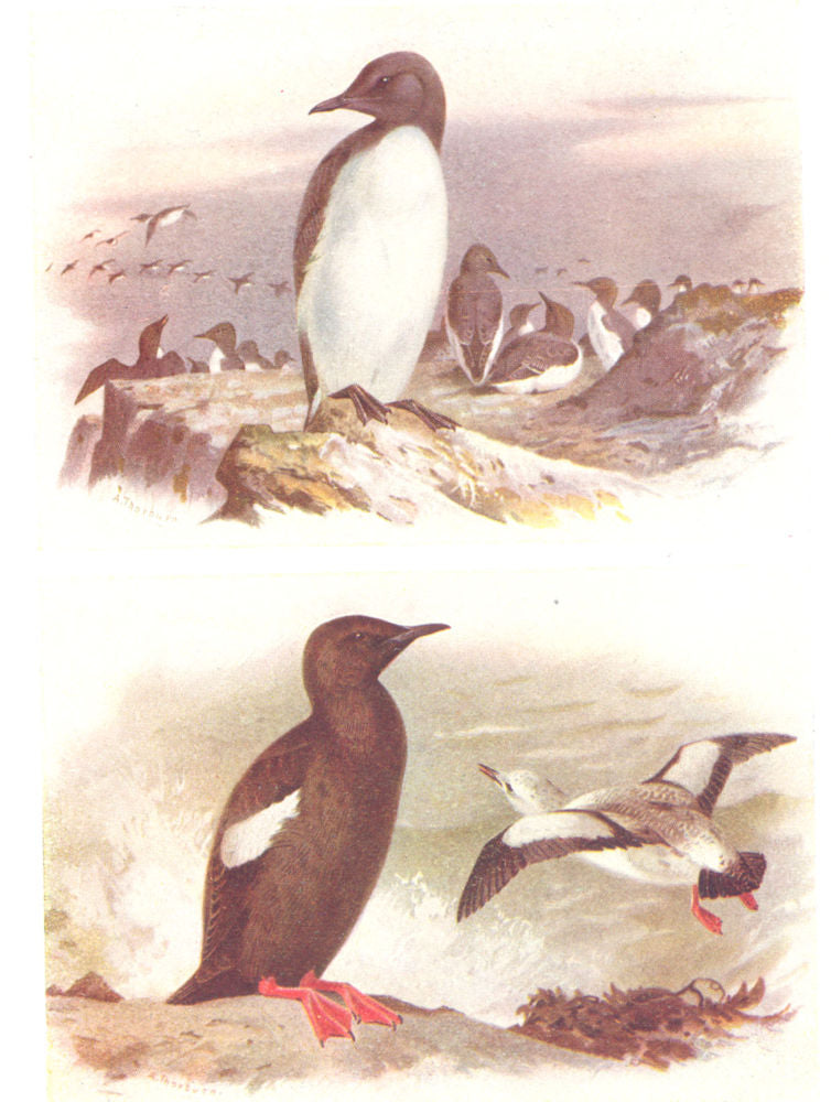 BRITISH BIRDS. Common Guillemot; Black Guillemot. THORBURN 1925 old print